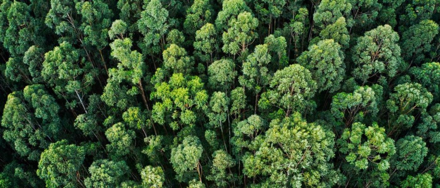 fondo_sustentable