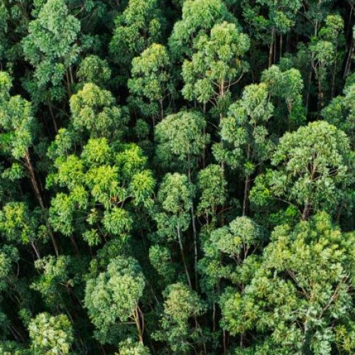 fondo_sustentable